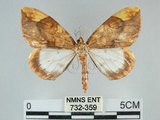 中文名:枯葉尺蛾(732-359)學名:Gandaritis sinicaria postalba Wileman, 1920(732-359)