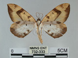 中文名:枯葉尺蛾(732-333)學名:Gandaritis sinicaria postalba Wileman, 1920(732-333)