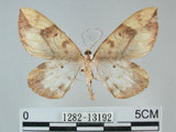 中文名:枯葉尺蛾(1282-13192)學名:Gandaritis sinicaria postalba Wileman, 1920(1282-13192)