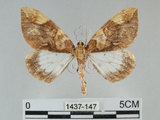 中文名:枯葉尺蛾(1437-147)學名:Gandaritis sinicaria postalba Wileman, 1920(1437-147)