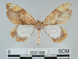 中文名:枯葉尺蛾(2237-306)學名:Gandaritis sinicaria postalba Wileman, 1920(2237-306)