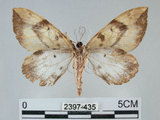 中文名:枯葉尺蛾(2397-435)學名:Gandaritis sinicaria postalba Wileman, 1920(2397-435)