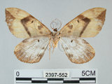 中文名:枯葉尺蛾(2397-552)學名:Gandaritis sinicaria postalba Wileman, 1920(2397-552)