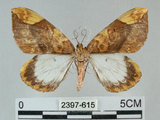 中文名:枯葉尺蛾(2397-615)學名:Gandaritis sinicaria postalba Wileman, 1920(2397-615)