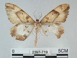 中文名:枯葉尺蛾(2397-719)學名:Gandaritis sinicaria postalba Wileman, 1920(2397-719)