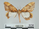 中文名:枯葉尺蛾(2397-719)學名:Gandaritis sinicaria postalba Wileman, 1920(2397-719)