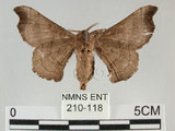 中文名:野蠶蛾(華家蠶)(210-118)學名:Bombyx mandarina formosana (Matsumura, 1927) (210-118)