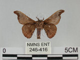 中文名:野蠶蛾(華家蠶)(246-416)學名:Bombyx mandarina formosana (Matsumura, 1927)(246-416)