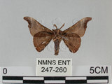 中文名:野蠶蛾(華家蠶)(247-260)學名:Bombyx mandarina formosana (Matsumura, 1927)(247-260)