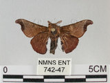 中文名:野蠶蛾(華家蠶)(742-47)學名:Bombyx mandarina formosana (Matsumura, 1927)(742-47)