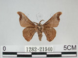 中文名:野蠶蛾(華家蠶)(1282-21940)學名:Bombyx mandarina formosana (Matsumura, 1927)(1282-21940)