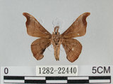 中文名:野蠶蛾(華家蠶)(1282-22440)學名:Bombyx mandarina formosana (Matsumura, 1927)(1282-22440)