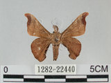 中文名:野蠶蛾(華家蠶)(1282-22440)學名:Bombyx mandarina formosana (Matsumura, 1927)(1282-22440)