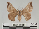 中文名:野蠶蛾(華家蠶)(1282-22046)學名:Bombyx mandarina formosana (Matsumura, 1927)(1282-22046)