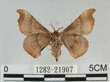 中文名:野蠶蛾(華家蠶)(1282-21907)學名:Bombyx mandarina formosana (Matsumura, 1927)(1282-21907)