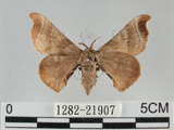中文名:野蠶蛾(華家蠶)(1282-21907)學名:Bombyx mandarina formosana (Matsumura, 1927)(1282-21907)