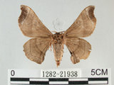 中文名:野蠶蛾(華家蠶)(1282-21938)學名:Bombyx mandarina formosana (Matsumura, 1927)(1282-21938)