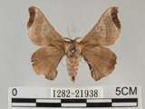 中文名:野蠶蛾(華家蠶)(1282-21938)學名:Bombyx mandarina formosana (Matsumura, 1927)(1282-21938)