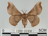 中文名:野蠶蛾(華家蠶)(1282-21930)學名:Bombyx mandarina formosana (Matsumura, 1927)(1282-21930)