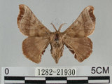 中文名:野蠶蛾(華家蠶)(1282-21930)學名:Bombyx mandarina formosana (Matsumura, 1927)(1282-21930)
