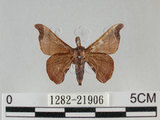 中文名:野蠶蛾(華家蠶)(1282-21906)學名:Bombyx mandarina formosana (Matsumura, 1927)(1282-21906)
