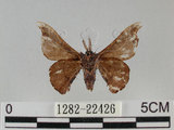 中文名:野蠶蛾(華家蠶)(1282-22426)學名:Bombyx mandarina formosana (Matsumura, 1927)(1282-22426)