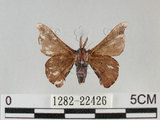 中文名:野蠶蛾(華家蠶)(1282-22426)學名:Bombyx mandarina formosana (Matsumura, 1927)(1282-22426)