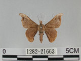 中文名:野蠶蛾(華家蠶)(1282-21663)學名:Bombyx mandarina formosana (Matsumura, 1927)(1282-21663)