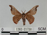 中文名:野蠶蛾(華家蠶)(1282-21730)學名:Bombyx mandarina formosana (Matsumura, 1927)(1282-21730)