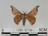 中文名:野蠶蛾(華家蠶)(1282-21730)學名:Bombyx mandarina formosana (Matsumura, 1927)(1282-21730)