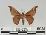 中文名:野蠶蛾(華家蠶)(1282-22381)學名:Bombyx mandarina formosana (Matsumura, 1927)(1282-22381)