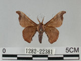 中文名:野蠶蛾(華家蠶)(1282-22381)學名:Bombyx mandarina formosana (Matsumura, 1927)(1282-22381)