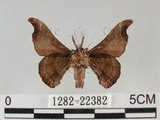 中文名:野蠶蛾(華家蠶)(1282-22382)學名:Bombyx mandarina formosana (Matsumura, 1927)(1282-22382)