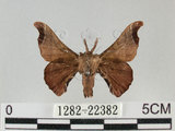 中文名:野蠶蛾(華家蠶)(1282-22382)學名:Bombyx mandarina formosana (Matsumura, 1927)(1282-22382)