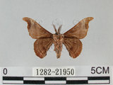 中文名:野蠶蛾(華家蠶)(1282-21950)學名:Bombyx mandarina formosana (Matsumura, 1927)(1282-21950)