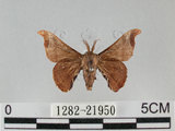 中文名:野蠶蛾(華家蠶)(1282-21950)學名:Bombyx mandarina formosana (Matsumura, 1927)(1282-21950)