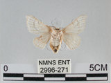 中文名:家蠶蛾(2996-271)學名:Bombyx mori (Linnaeus, 1758) (2996-271)