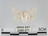 中文名:家蠶蛾(2996-271)學名:Bombyx mori (Linnaeus, 1758) (2996-271)