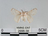 中文名:家蠶蛾(2996-38)學名:Bombyx mori (Linnaeus, 1758)(2996-38)