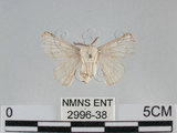 中文名:家蠶蛾(2996-38)學名:Bombyx mori (Linnaeus, 1758)(2996-38)