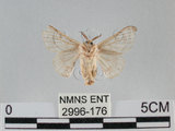 中文名:家蠶蛾(2996-176)學名:Bombyx mori (Linnaeus, 1758)(2996-176)