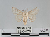 中文名:家蠶蛾(2996-176)學名:Bombyx mori (Linnaeus, 1758)(2996-176)