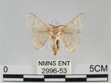 中文名:家蠶蛾(2996-53)學名:Bombyx mori (Linnaeus, 1758)(2996-53)