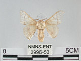 中文名:家蠶蛾(2996-53)學名:Bombyx mori (Linnaeus, 1758)(2996-53)