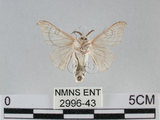 中文名:家蠶蛾(2996-43)學名:Bombyx mori (Linnaeus, 1758)(2996-43)