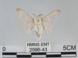 中文名:家蠶蛾(2996-43)學名:Bombyx mori (Linnaeus, 1758)(2996-43)