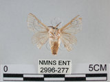 中文名:家蠶蛾(2996-277)學名:Bombyx mori (Linnaeus, 1758)(2996-277)