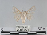 中文名:家蠶蛾(2996-277)學名:Bombyx mori (Linnaeus, 1758)(2996-277)