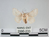 中文名:家蠶蛾(2996-233)學名:Bombyx mori (Linnaeus, 1758)(2996-233)