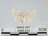 中文名:家蠶蛾(2996-233)學名:Bombyx mori (Linnaeus, 1758)(2996-233)